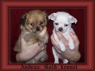 andrax gold kennel.jpg